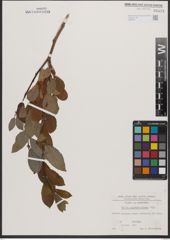 Foto von Salix appendiculata Vill.